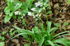 Hyacinthoides non-scripta