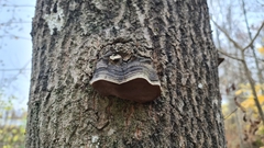 Phellinus
