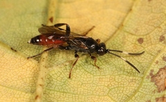 Barichneumon derogator