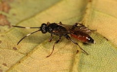 Barichneumon derogator