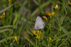 Hemiargus ceraunus