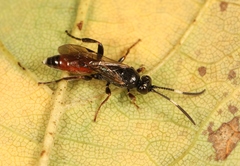 Barichneumon derogator