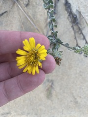Chrysopsis gossypina