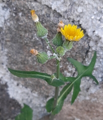 Sonchus tenerrimus