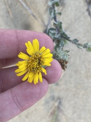 Chrysopsis gossypina