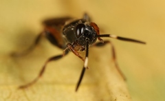 Barichneumon derogator
