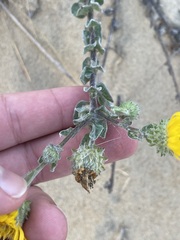 Chrysopsis gossypina