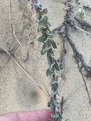 Chrysopsis gossypina