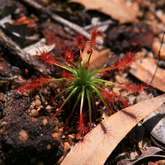 Drosera barbigera