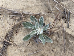 Chrysopsis gossypina
