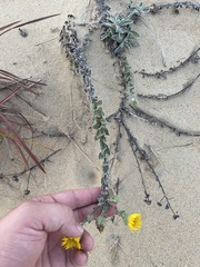 Chrysopsis gossypina