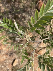 Mundulea