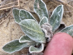 Chrysopsis gossypina