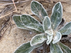 Chrysopsis gossypina