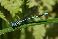 Argia bipunctulata