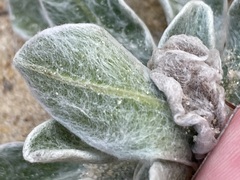 Chrysopsis gossypina