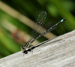 Argia bipunctulata