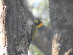 Chrysophlegma flavinucha