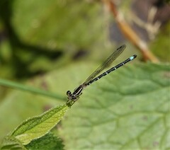 Argia bipunctulata