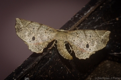 Parepisparis excusata