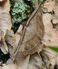 Entomogramma fautrix