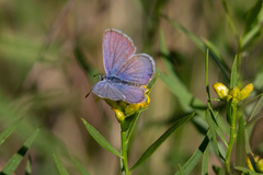 Hemiargus ceraunus