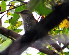 Thryophilus pleurostictus