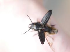 Spondylis buprestoides