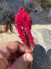 Celosia argentea
