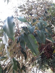 Croton megalocarpus