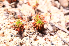 Drosera barbigera