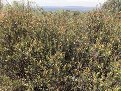 Ancylobothrys capensis