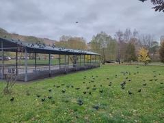 Corvus cornix cornix