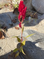 Celosia argentea