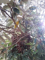 Croton megalocarpus