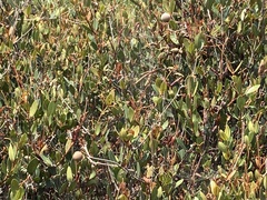 Ancylobothrys capensis