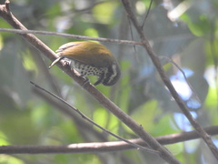 Picumnus innominatus
