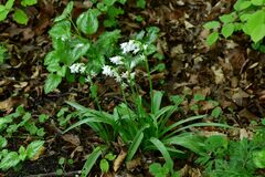 Hyacinthoides non-scripta