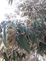 Croton megalocarpus