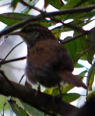 Thryophilus pleurostictus