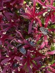 Oxythyrea testaceoguttata