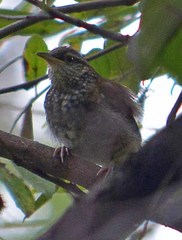 Thryophilus pleurostictus