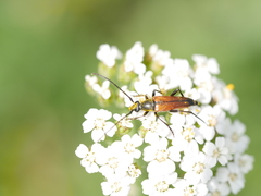 Stenurella melanura