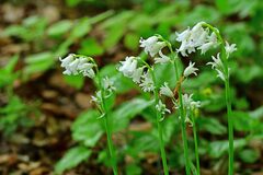 Hyacinthoides non-scripta