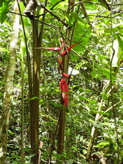 Heliconia huilensis