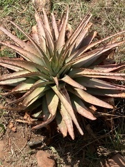Aloe marlothii