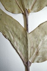 Asclepias ovalifolia