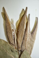 Asclepias ovalifolia