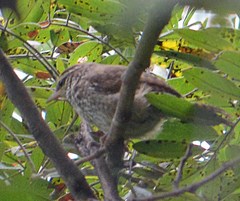 Thryophilus pleurostictus