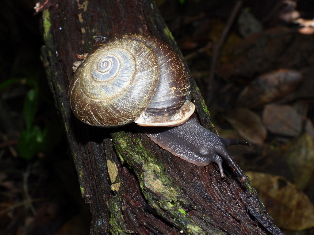 Isomeria scalena